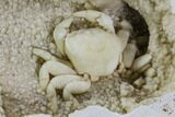 Fossil Crab (Potamon) Preserved in Travertine - Turkey #112336-5